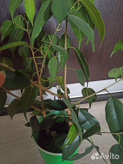 Фикус бенджамина Даниэль