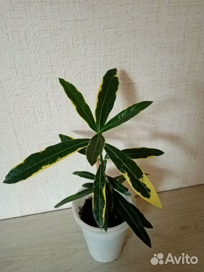 Олеандр вариегатный