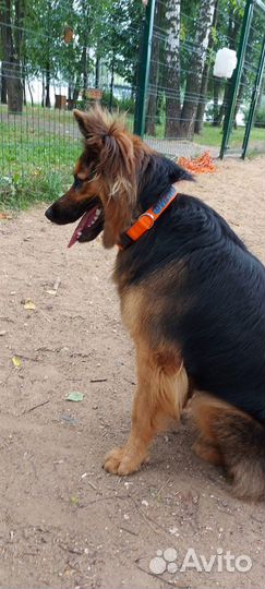 Ошейник с именным адресником