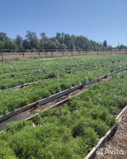 Сосна лесовосстановление