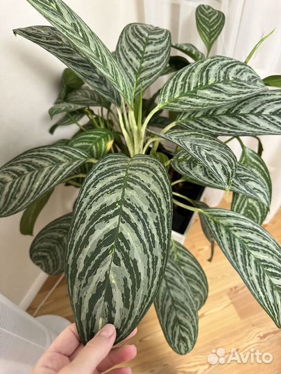 Аглаонема Мадонна с деткой