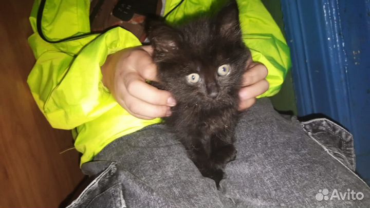 Отдам котенка в добрые руки