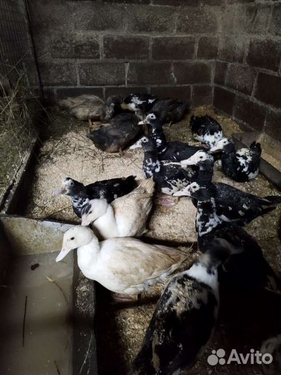 Крольчихи, индюшки, утки