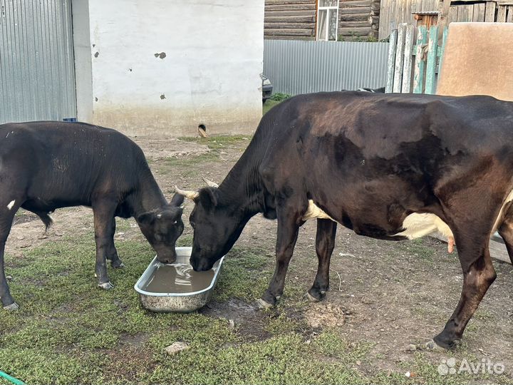 Продам каров черно пестрый породистый