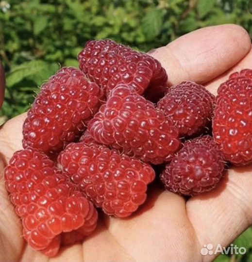 Малина ремонтантная красная и желтая