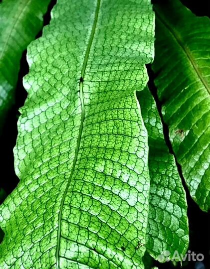 Комнатные разные