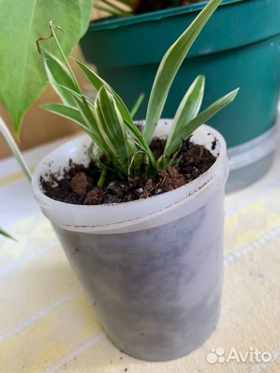 Комнатные растения цветы