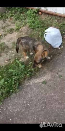 Маленькие собаки в добрые руки бесплатно