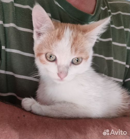 Котёнок Маус ищет хозяина