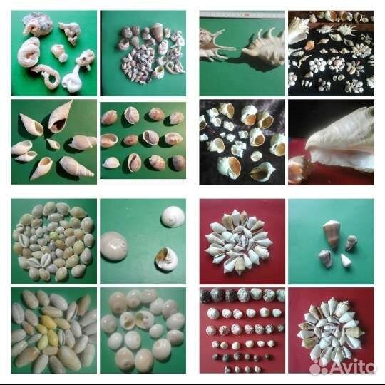 Раковины с Отверстиями Мировой Океан