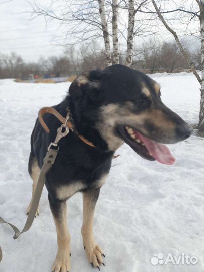Собаку-улыбаку Макса совсем никто не замечает