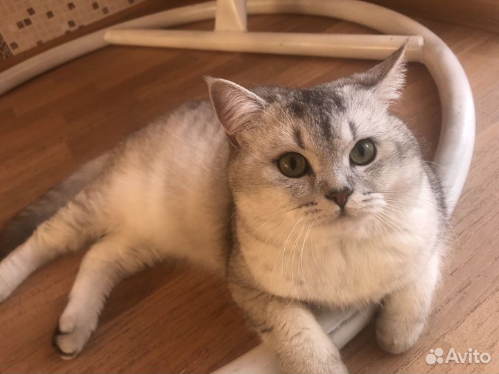 Наш кот ищет даму сердца