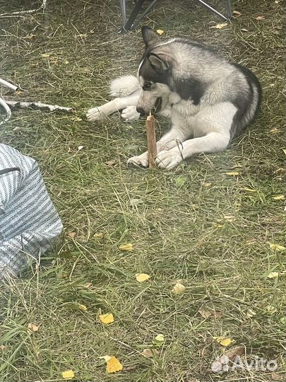 Сибирский хаски