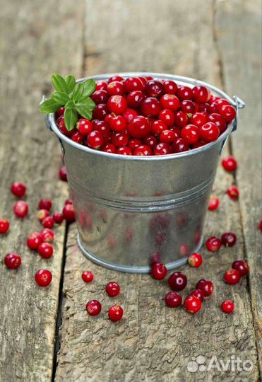 Брусника ягода свежая