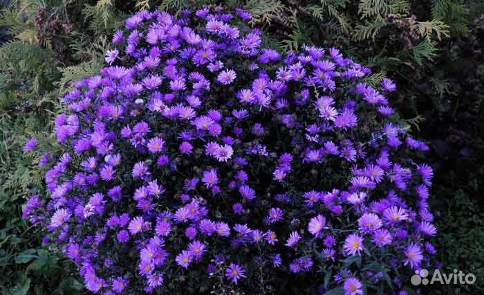 Сентябрина