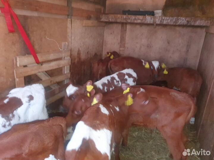 Телята доставка до двора за наш счёт