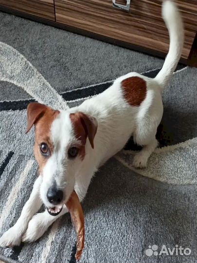 Корм для собаки. Проверено временем