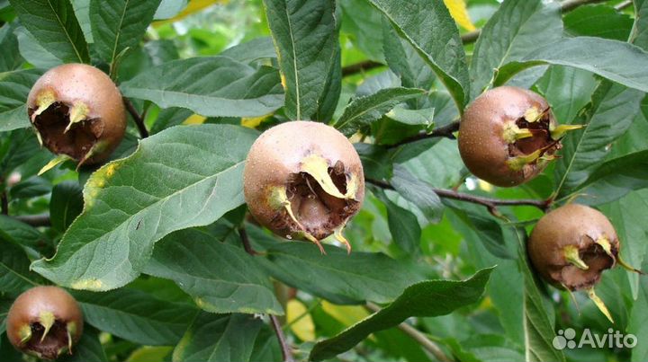 Мушмула Германская