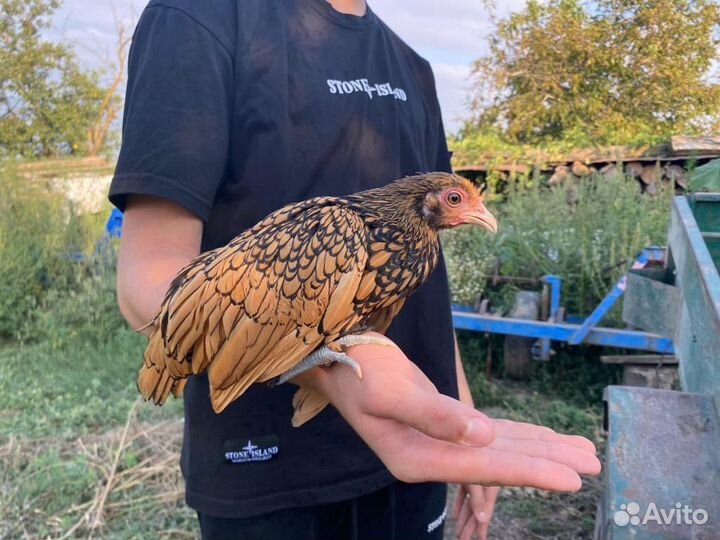 Молодые куры Сибрайт