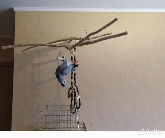 Передержка попугаев и других птиц