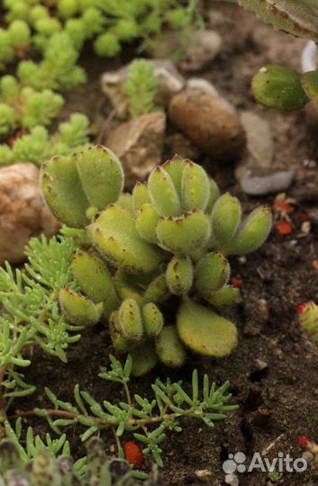 Редкие суккуленты