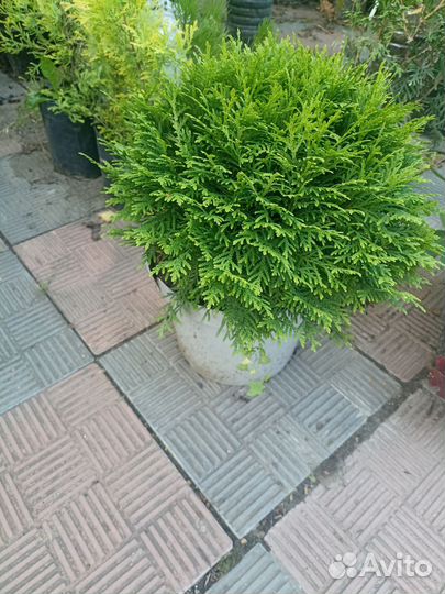 Хвойные растения