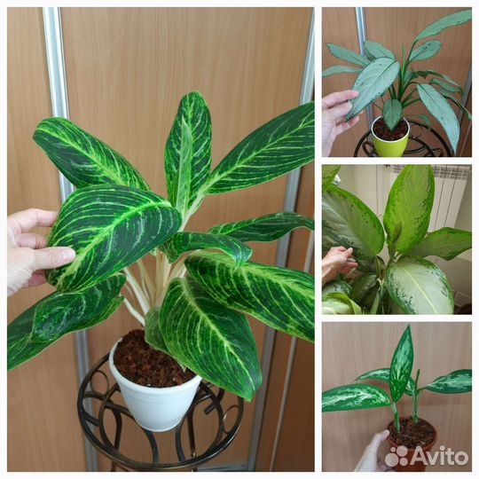 Аглаонемы разные