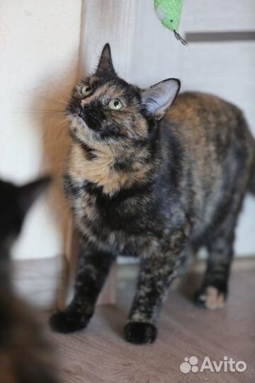 Дуся ищет человека