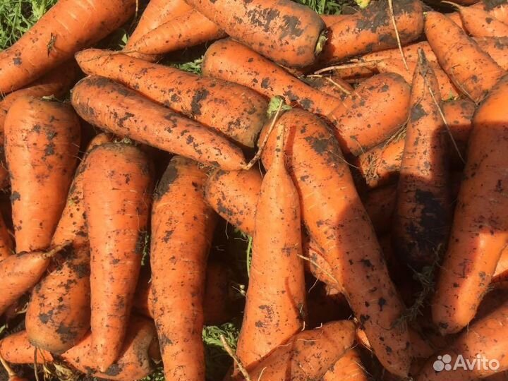 Морковь домашняя