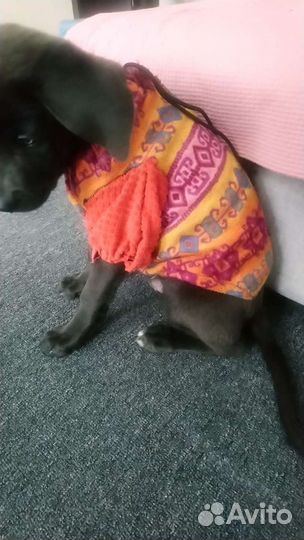 Жилетка теплая на собаку