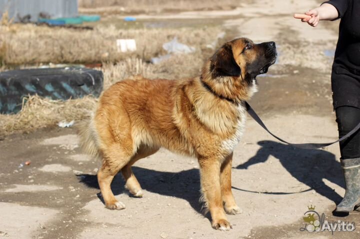 Леонтий мечтает обрести семью