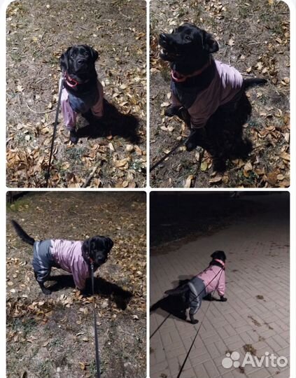 Комбинезон для крупной собаки