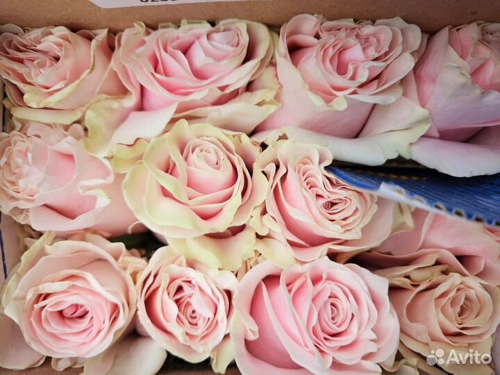 Цветы Эквадорские розы Оптом