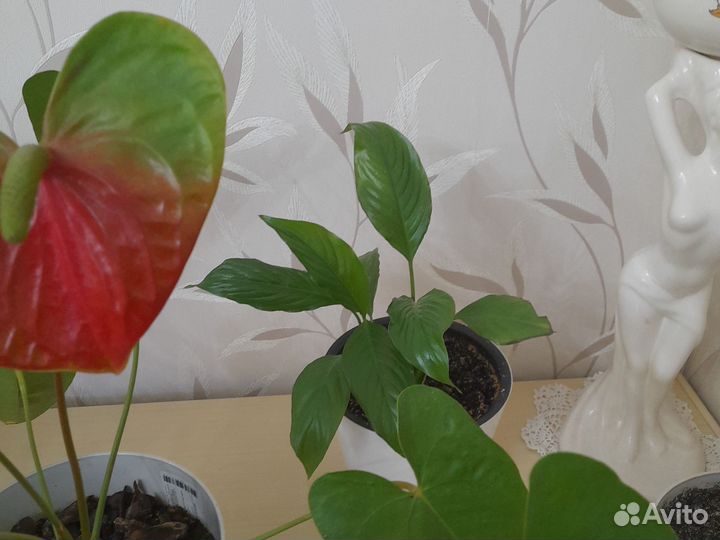 Спатифиллум продаются отростки