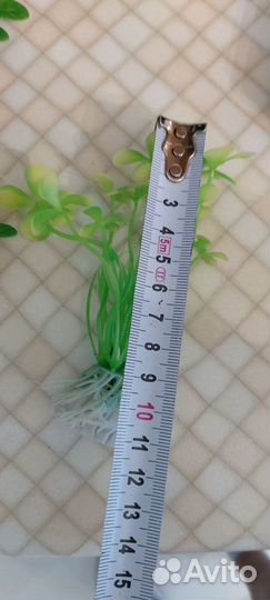 Аквариумные растения