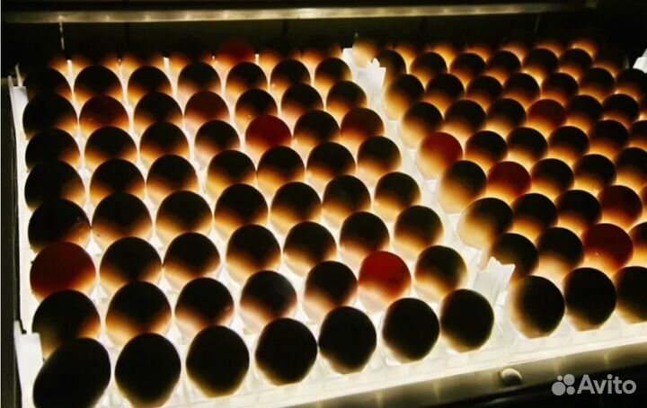 Инкубационное яйцо бройлера росс 308,кобб 500