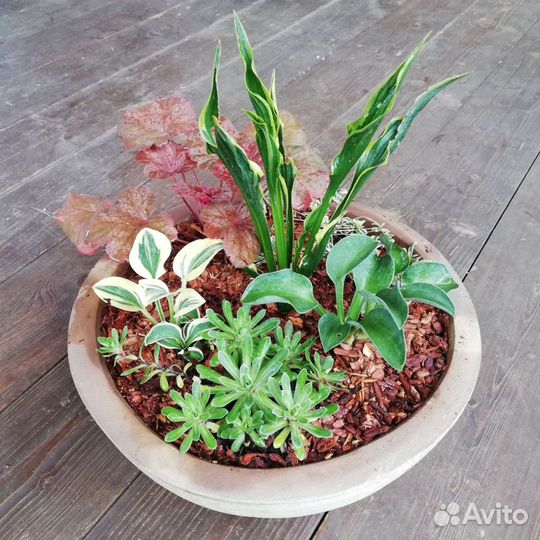 Подарочная многолетняя композиция для сада