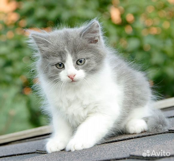 Котенок ищет дом. В добрые руки. Привезем