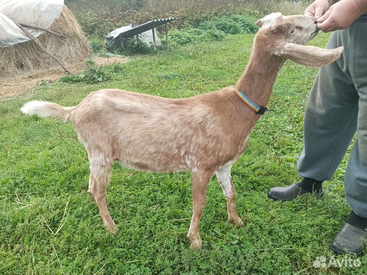 Коза дойная
