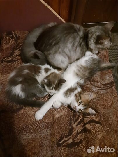 Кошки в добрые руки