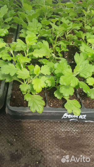 Хризантемы мультифлора