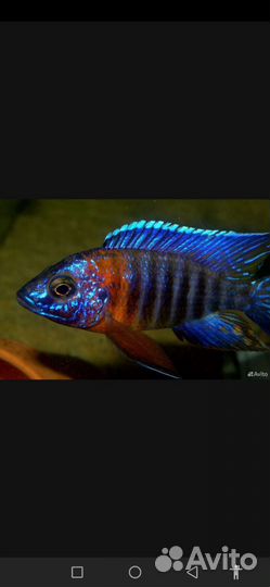 Зимбабве Рок Еллоу Демасони Дельфин Флауэр Хорн