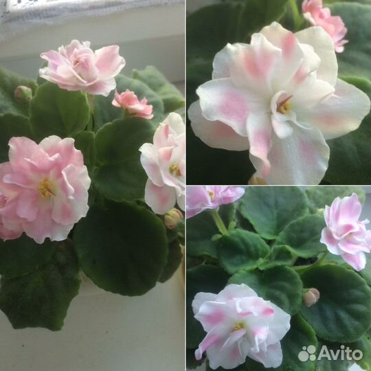 Сортовые фиалки