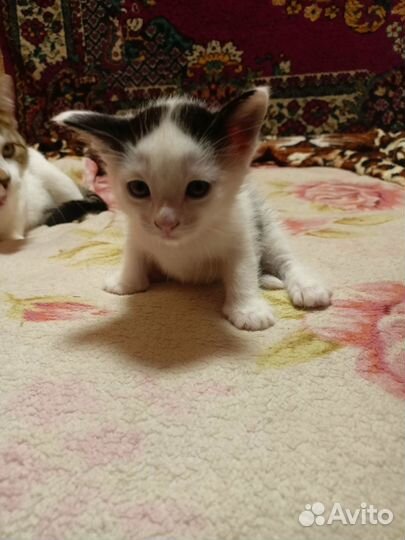 Котёнок