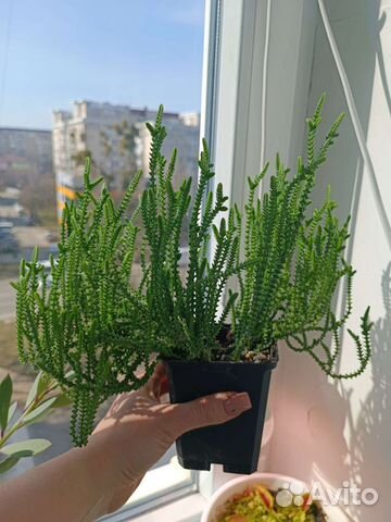 Красула плауновидная, суккуленты