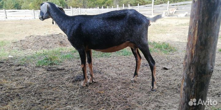 Нубийские козы и козлята