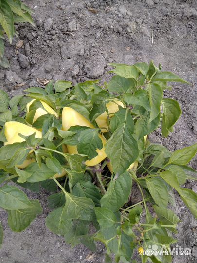 Семена овощей