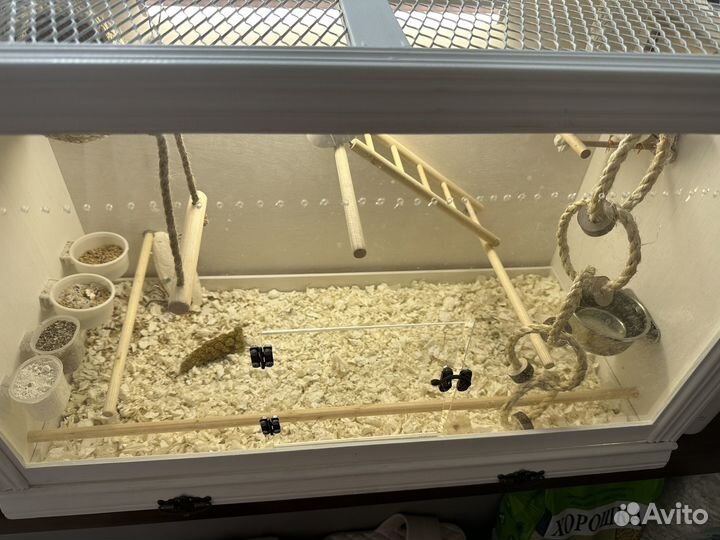 Клетка (витрина) с Амадинами и полным наполнением