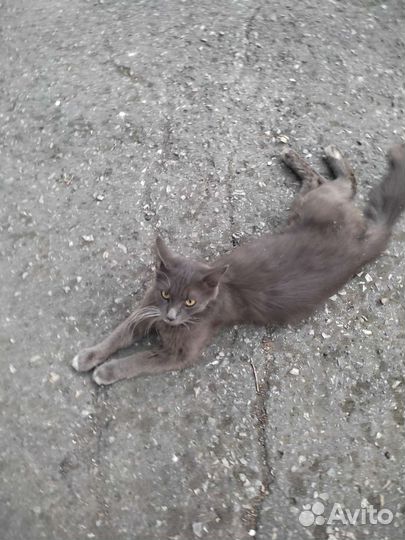 Красавица кошка