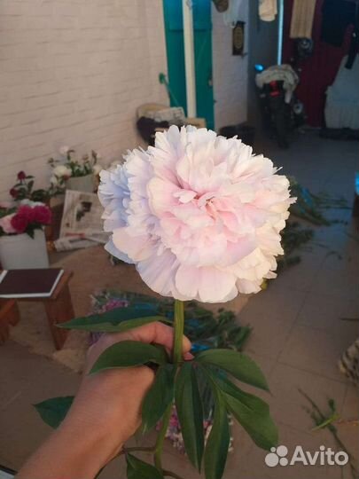 Саженцы пиона Сара Бернард